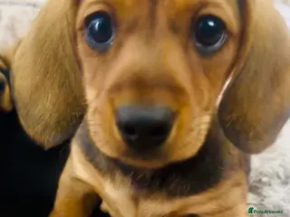 Miniature Dachshund dogs REDUCED ‼️READY NOW✅ 5 stars 🌟 ✅ - Advert 6