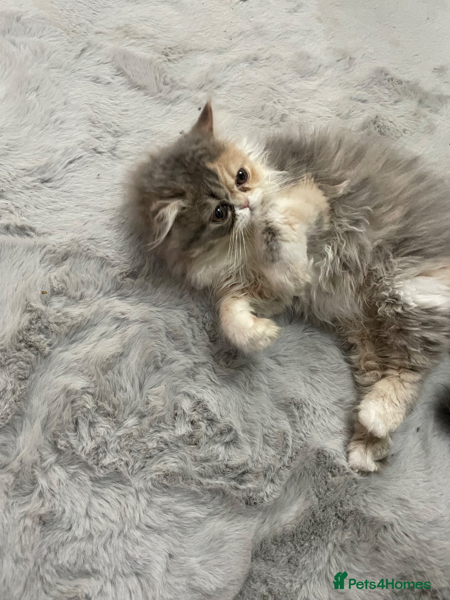 Persian cats Persian kitten  - Advert 6