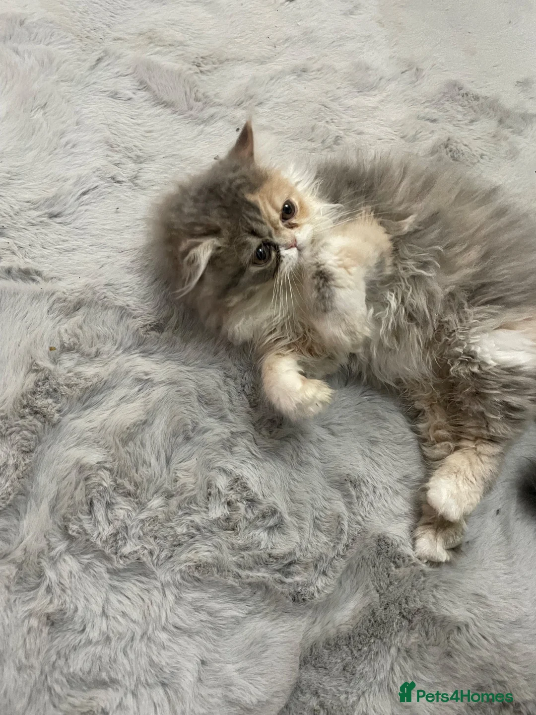 Persian cats for sale: Persian kitten  in Bootle - Advert 1
