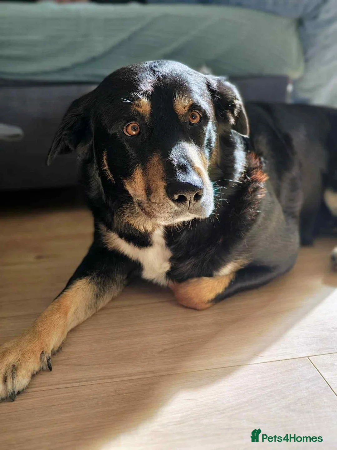 Mixed Breed dogs for stud: Strider Maclean in Isle of Barra - Advert 2