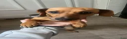 Mixed Breed dogs for sale: Ruby the weiner cross PRICE NEGOTIABLE  - Advert 2