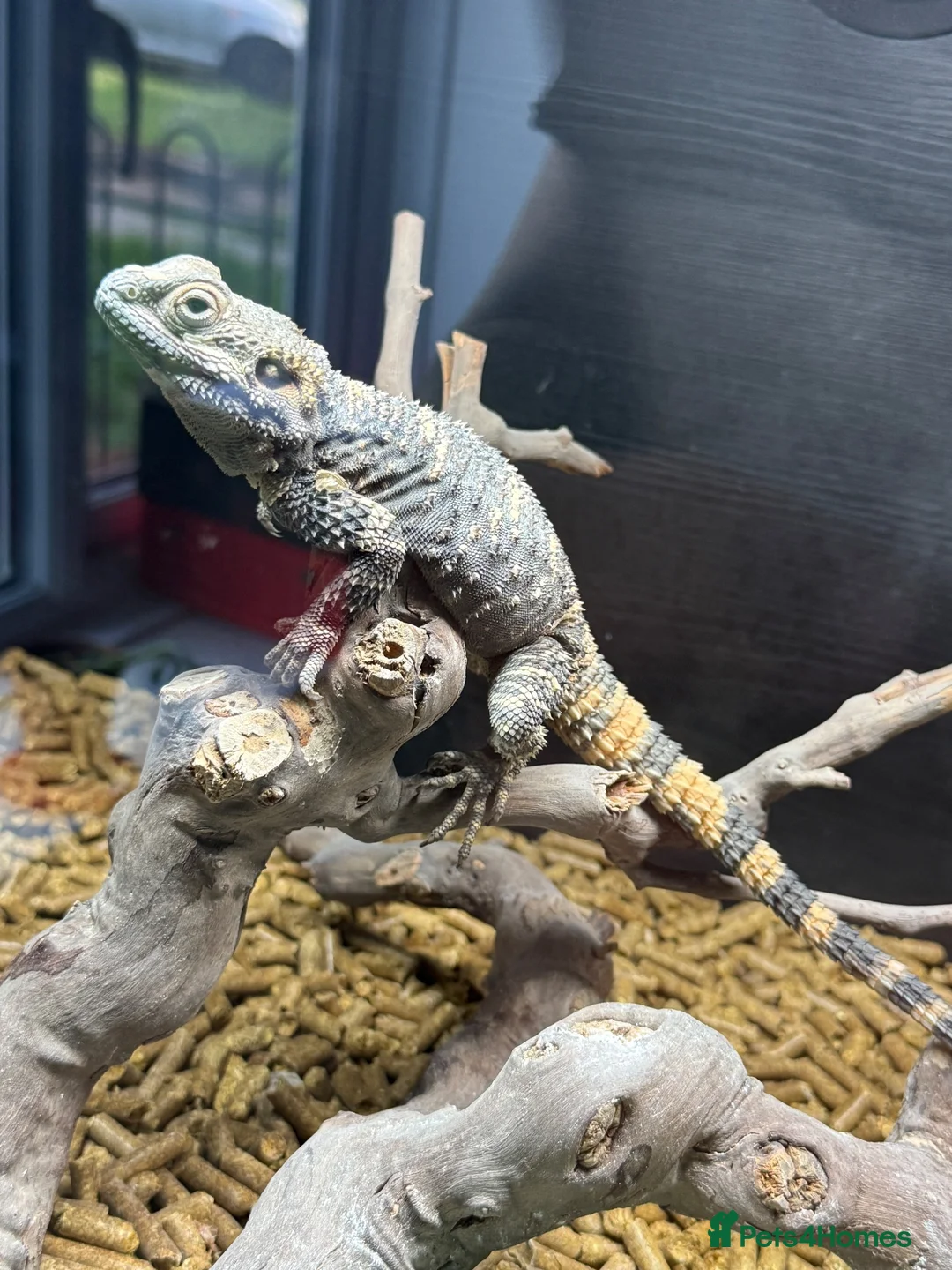 Dragon reptiles for sale: Painted dragon + full set up  - Advert 1