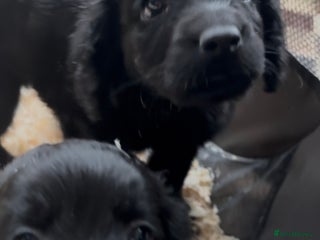 Cockapoo dogs Cockapoo puppies - Advert 11