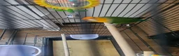 Lovebirds birds for sale: Single Female Lovebird in London - Advert 7