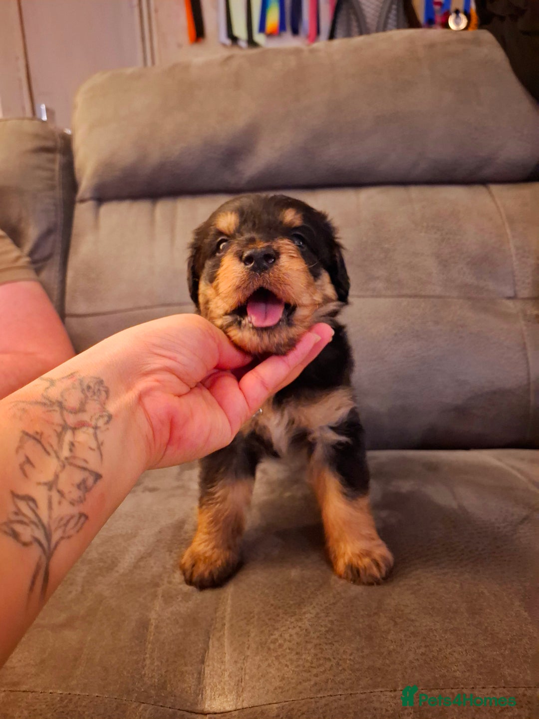 Mixed Breed dogs for sale: F1b health tested Rottiepoo puppies - Advert 13