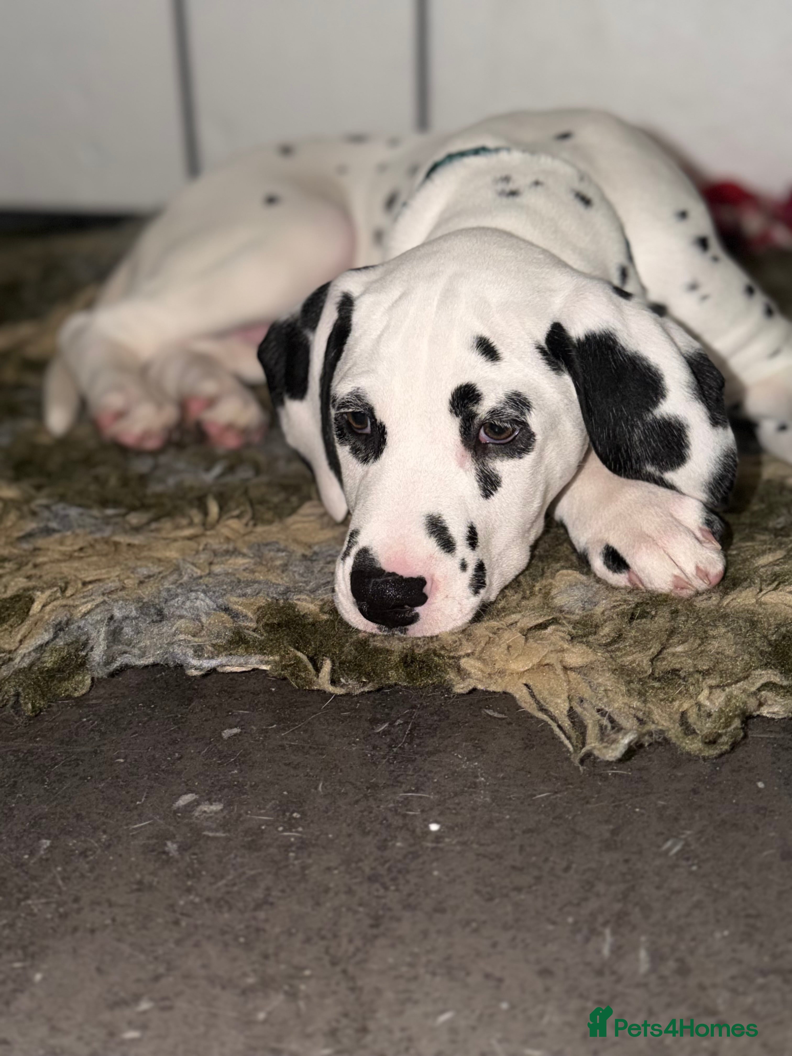 Dalmatian dogs KC Reg Dalmatian Puppies Black & Liver Ready Now - Advert 1