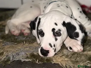 Dalmatian dogs KC Reg Dalmatian Puppies Black & Liver Ready Now - Advert 3