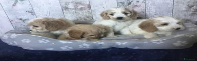 Mixed Breed 2