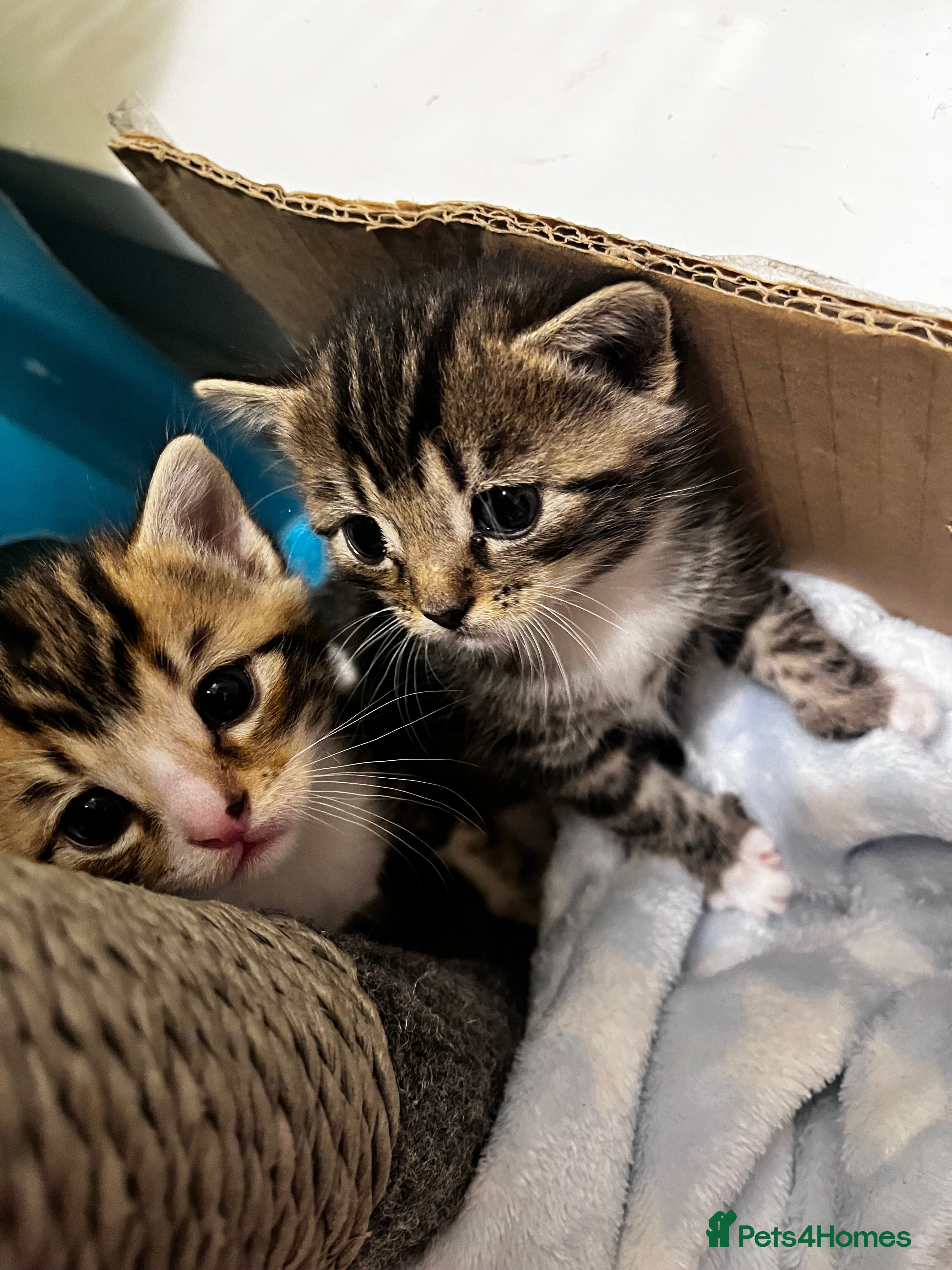 Domestic Shorthair cats 5 Tabby kittens mother is half Bengal  - Advert 3