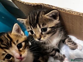 Domestic Shorthair cats 5 Tabby kittens mother is half Bengal - Advert 5