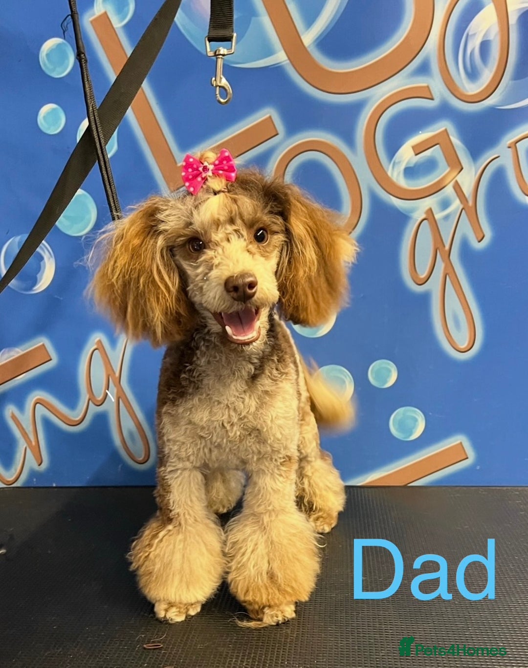 Cockapoo dogs for sale: Lovely American Cockapoo Pups Chocolates & Merles  - Advert 18