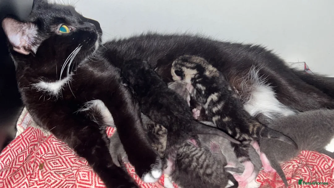 Mixed Breed cats for sale: 6 lovely kittens for adoption  - Advert 1