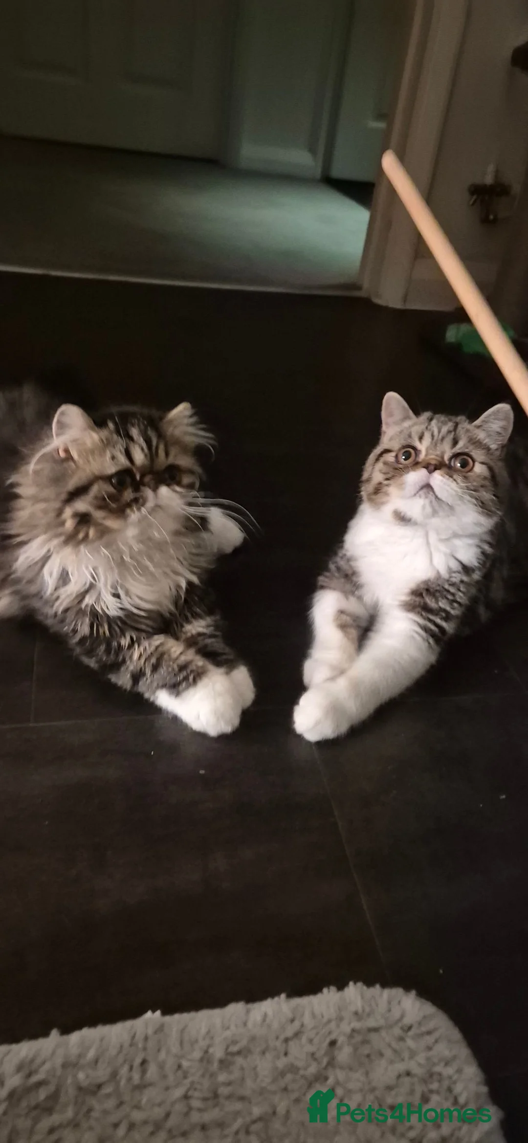 Exotic cats for sale: Exotic kittens  - Advert 2