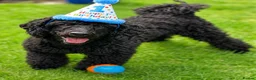 Toy Poodle dogs for sale: KC REGISTERED BLACK TOY POODLE FEMALE - Advert 5