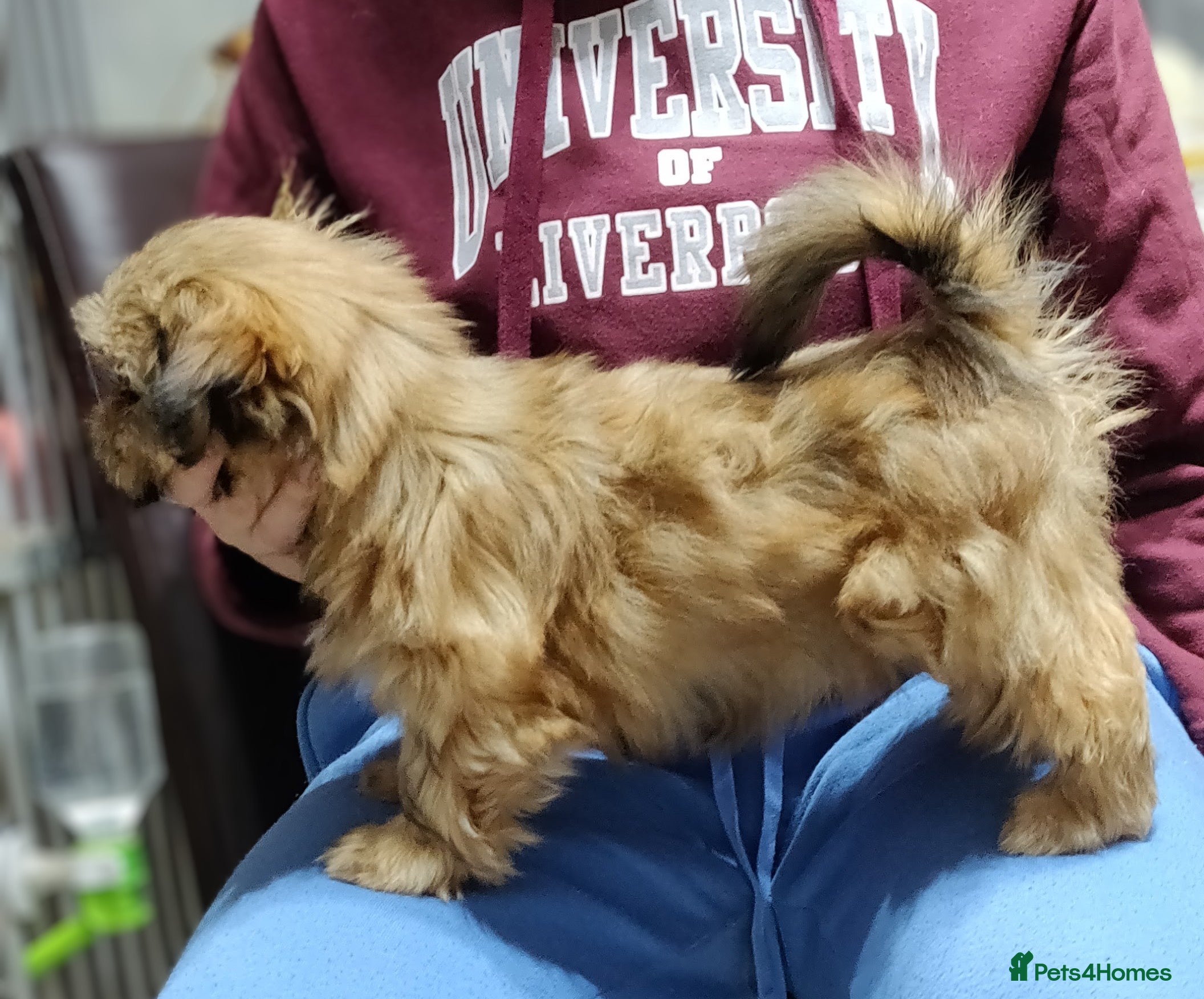 Shih Tzu dogs SHIH TZU STANDARD - PURE BREED  - Advert 2