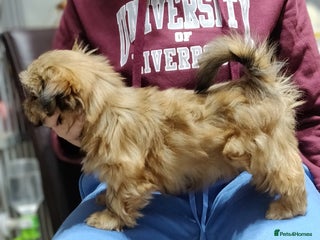 Shih Tzu dogs SHIH TZU STANDARD - PURE BREED - Advert 4