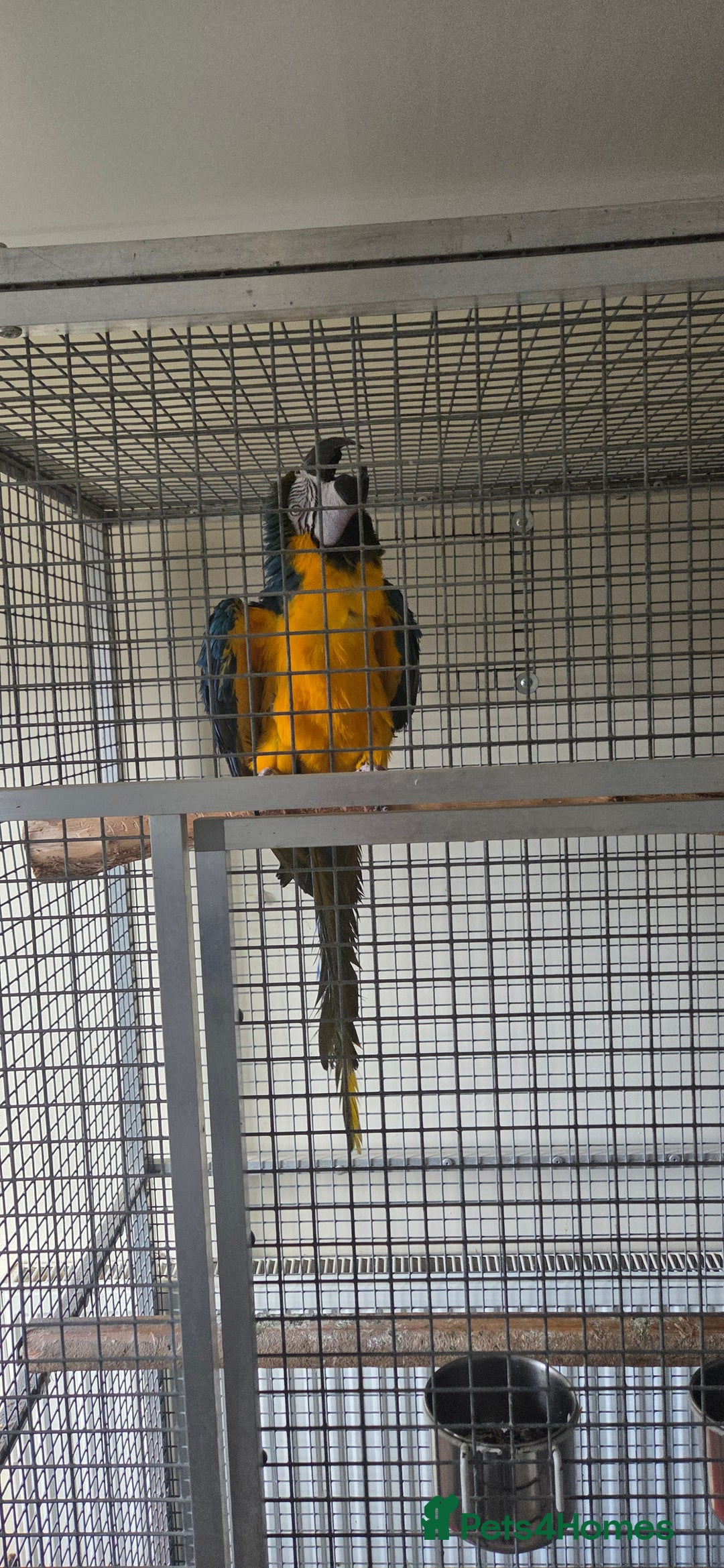 Macaws birds for sale: Blue and gold macaw - Advert 3