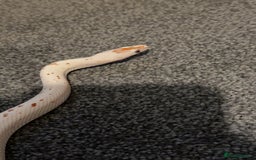 Corn Snake reptiles for sale: Palmetto’s  - Image 2