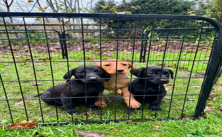 Labrador Retriever dogs - Advert 8