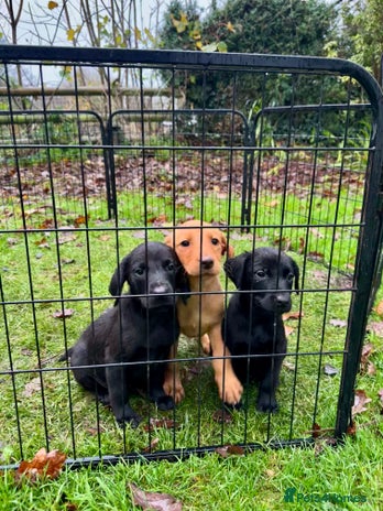 Labrador Retriever dogs - Advert 8