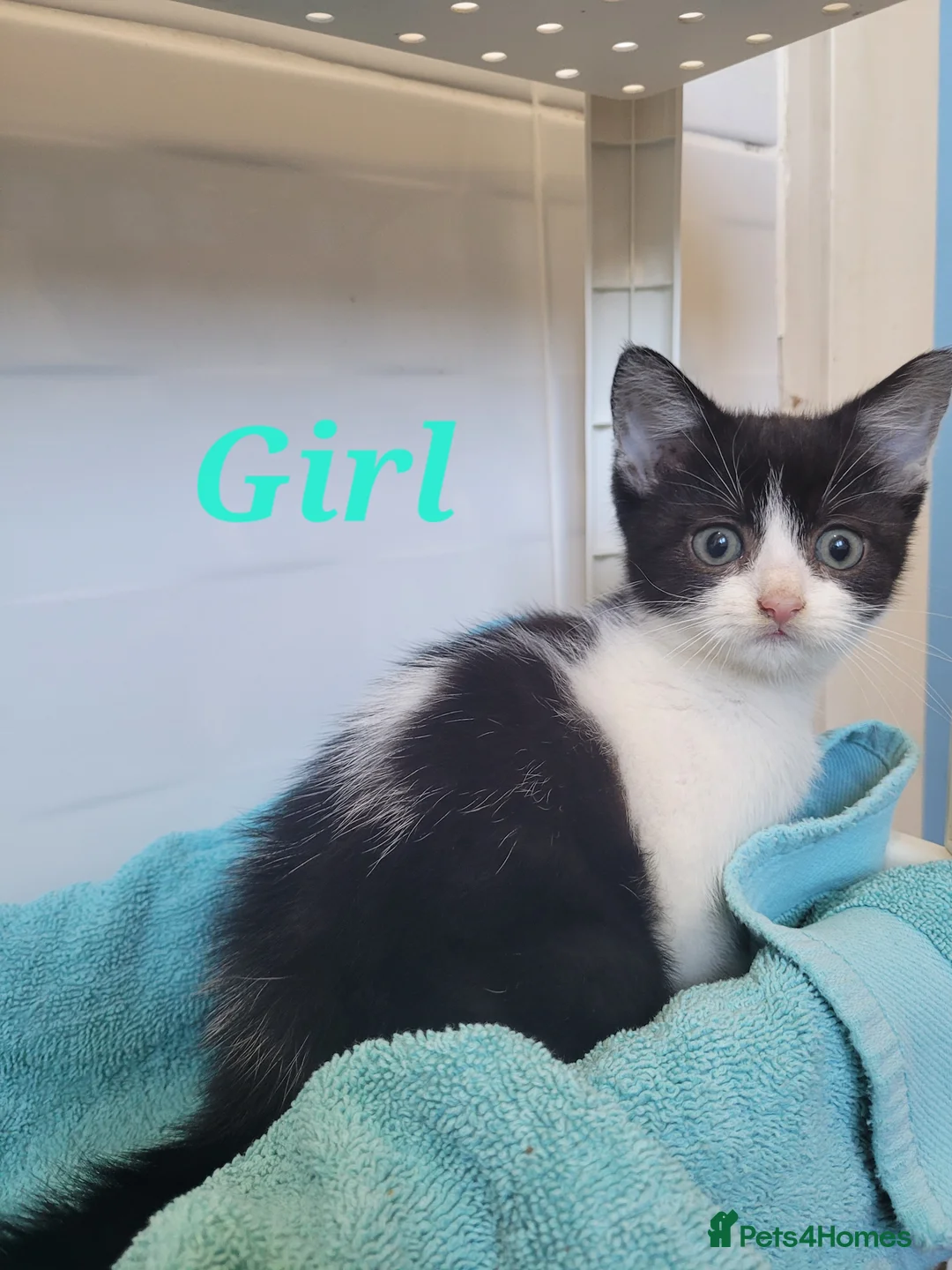 Mixed Breed cats for sale: Cute Kittens for Sale! - Advert 2