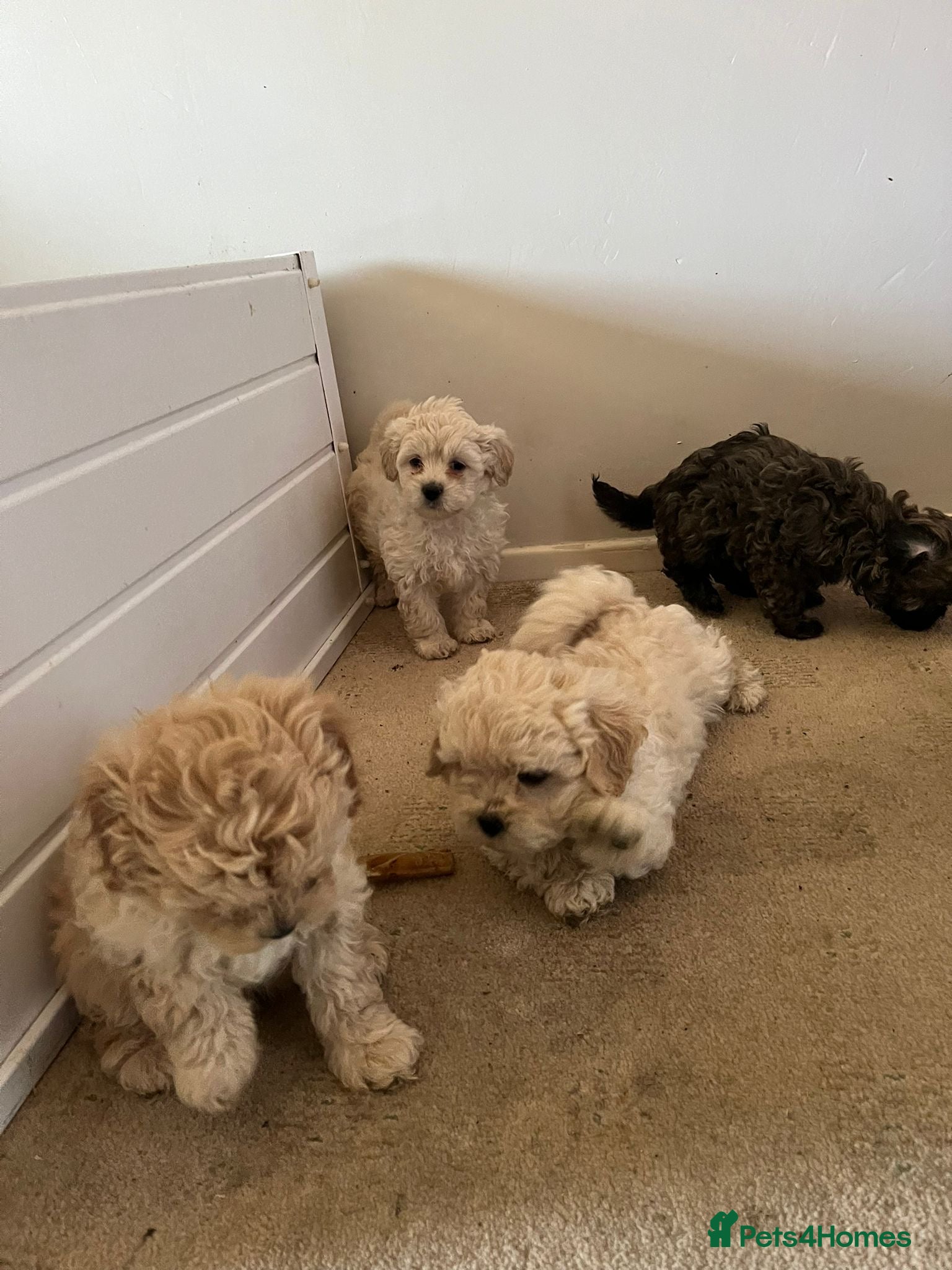 Shihpoo dogs Shihpoo puppies  - Advert 1