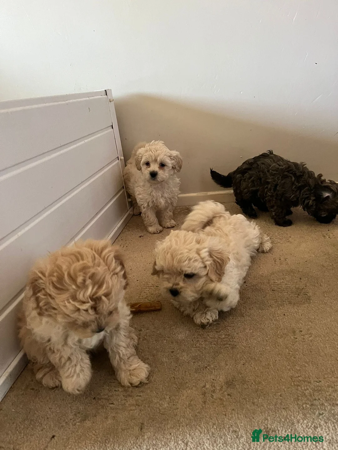 Shihpoo dogs for sale: Shihpoo puppies  - Advert 1