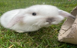 Mini Lop rabbits for sale: Mini Plush Lop Bunnies Looking for Loving Homes - Advert 3