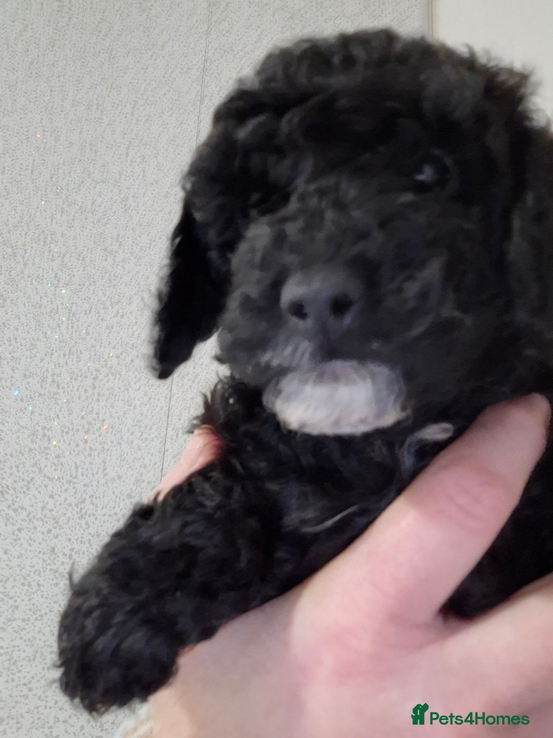 Toy Poodle dogs for sale: Toy poodle 🐩 pure breed  - Advert 6