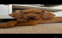 Hungarian Vizsla dogs for sale: Amazing KC reg Hungarian vizsla puppies - Image 3