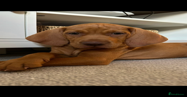 Hungarian Vizsla dogs - Advert 5