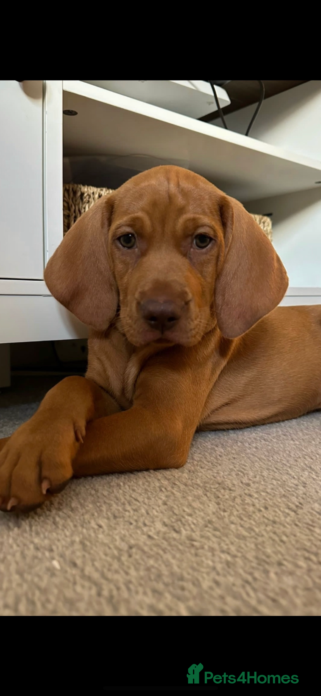 Hungarian Vizsla dogs for sale: Amazing KC reg Hungarian vizsla puppies - Image 3