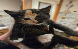 British Shorthair cats for sale: Beautifully marked kittens.  - Image 11