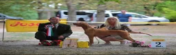 Hungarian Vizsla dogs for sale: Champion grade import vizslas puppies - Advert 4