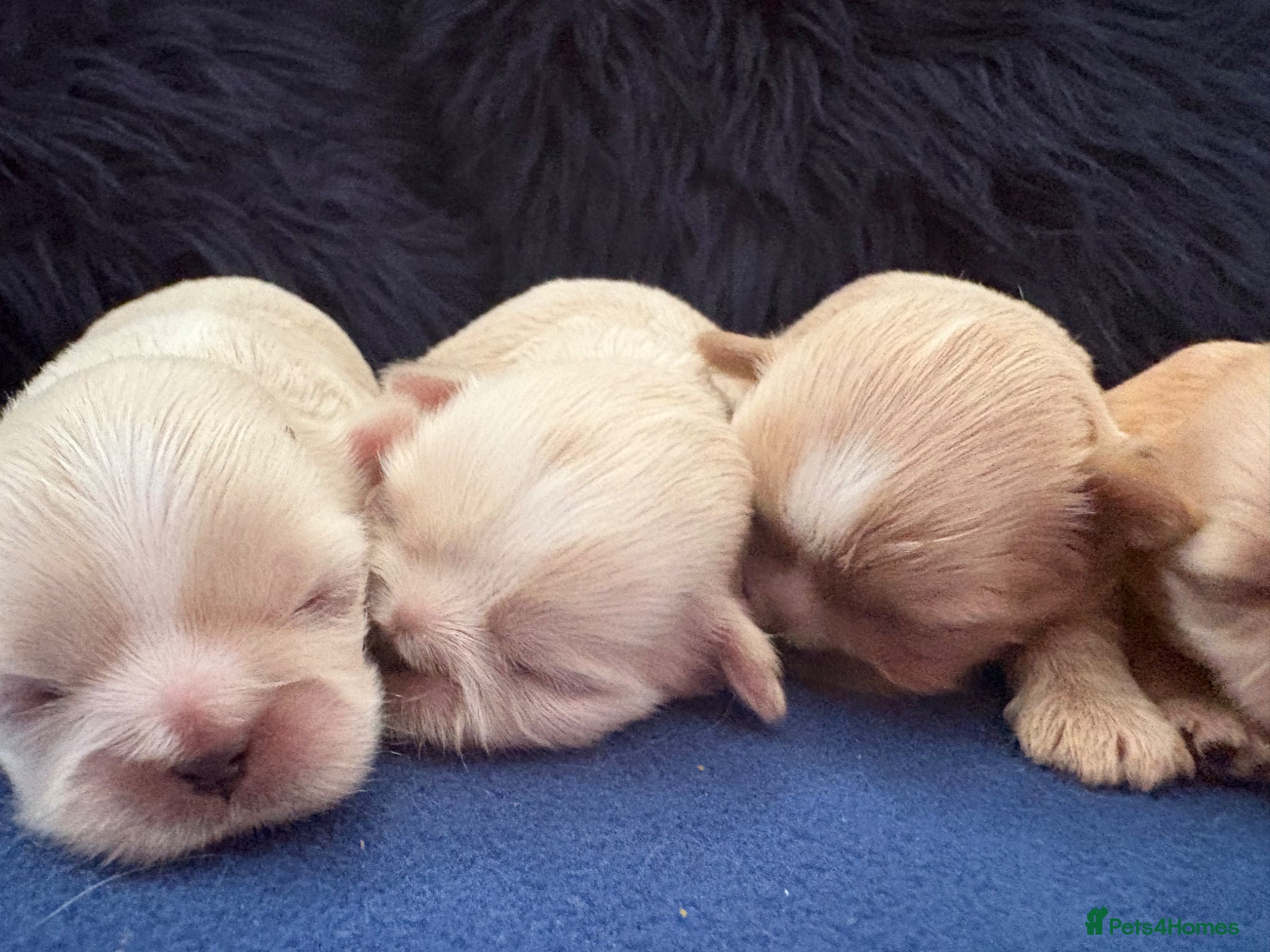Shih Tzu dogs KC Reg Imperial Shihtzu Pups 3 boys 2Girls - Advert 1
