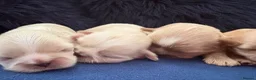 Shih Tzu dogs for sale: KC Reg Imperial Shihtzu Pups 3 boys 2Girls - Advert 1