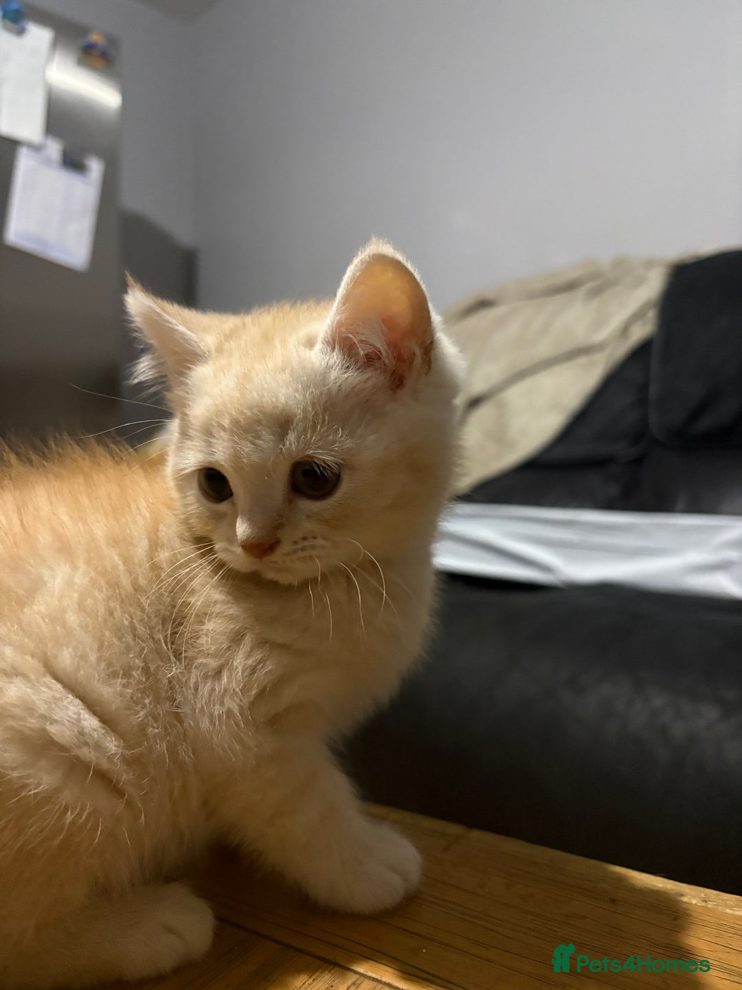 Persian cats for sale: Persians kittens  - Advert 12