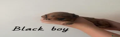 Black Boy