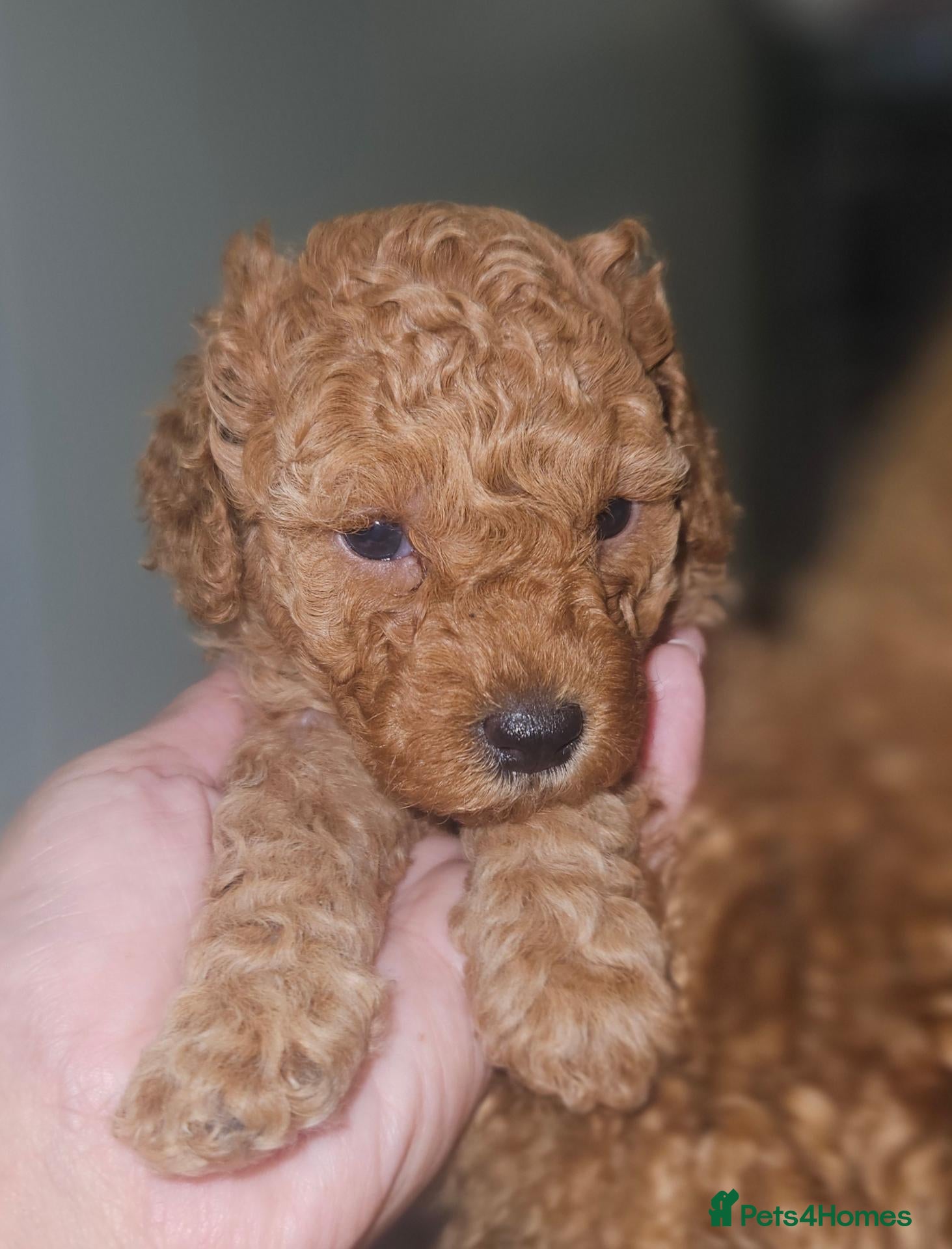 Toy Poodle dogs Licensed breeder, 1 girl kc fox red toy poodle - Advert 2