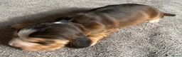 Cocker Spaniel dogs for sale: Show Type Cocker Spaniel Puppies - Advert 9