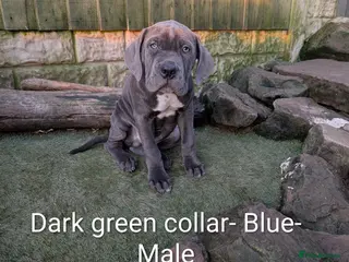 Cane Corso dogs Cane corso puppies - Advert 17