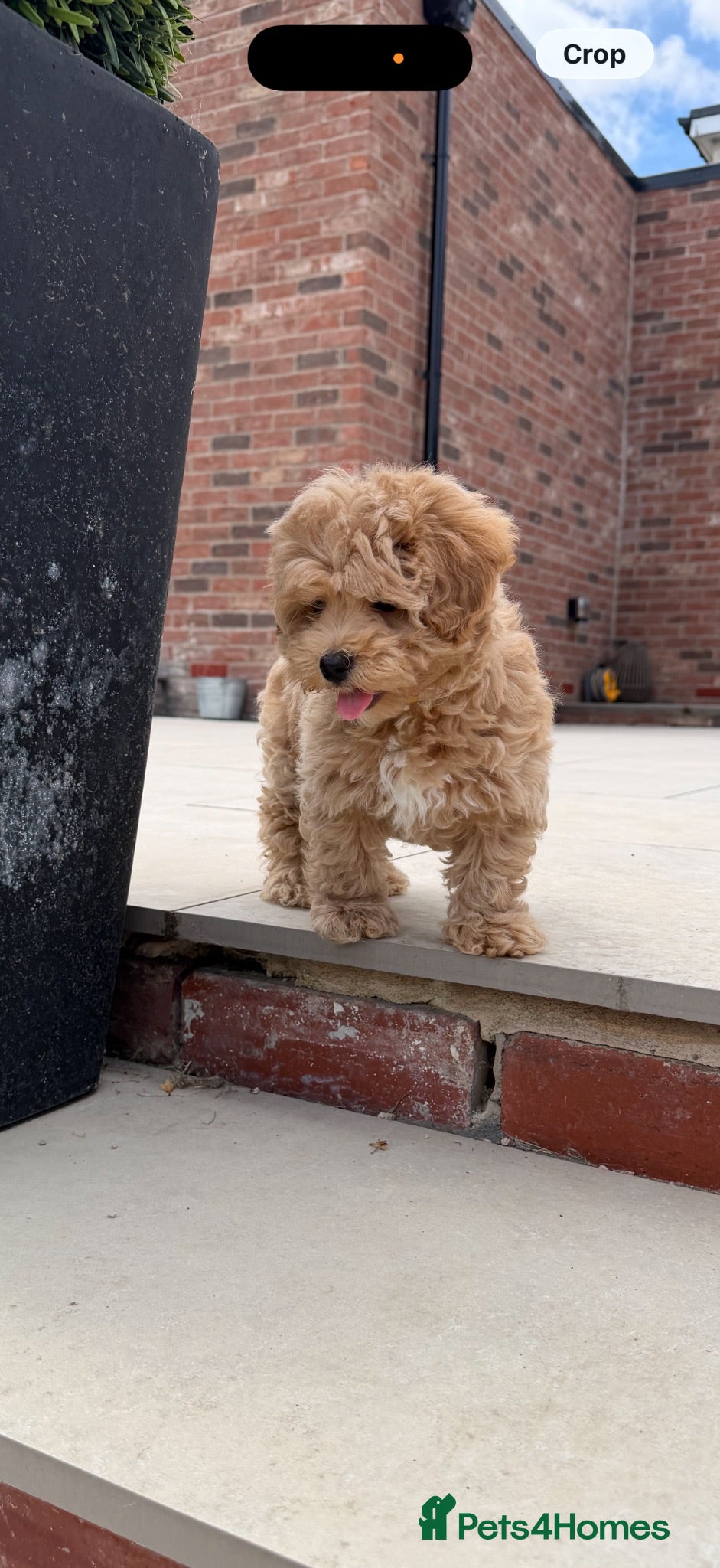 Maltipoo dogs Adorable Health tested F1 Maltipoo puppies - Advert 18