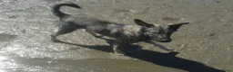 Mixed Breed dogs for sale: Mixed Breed Female Looking For Forever Home - Advert 5