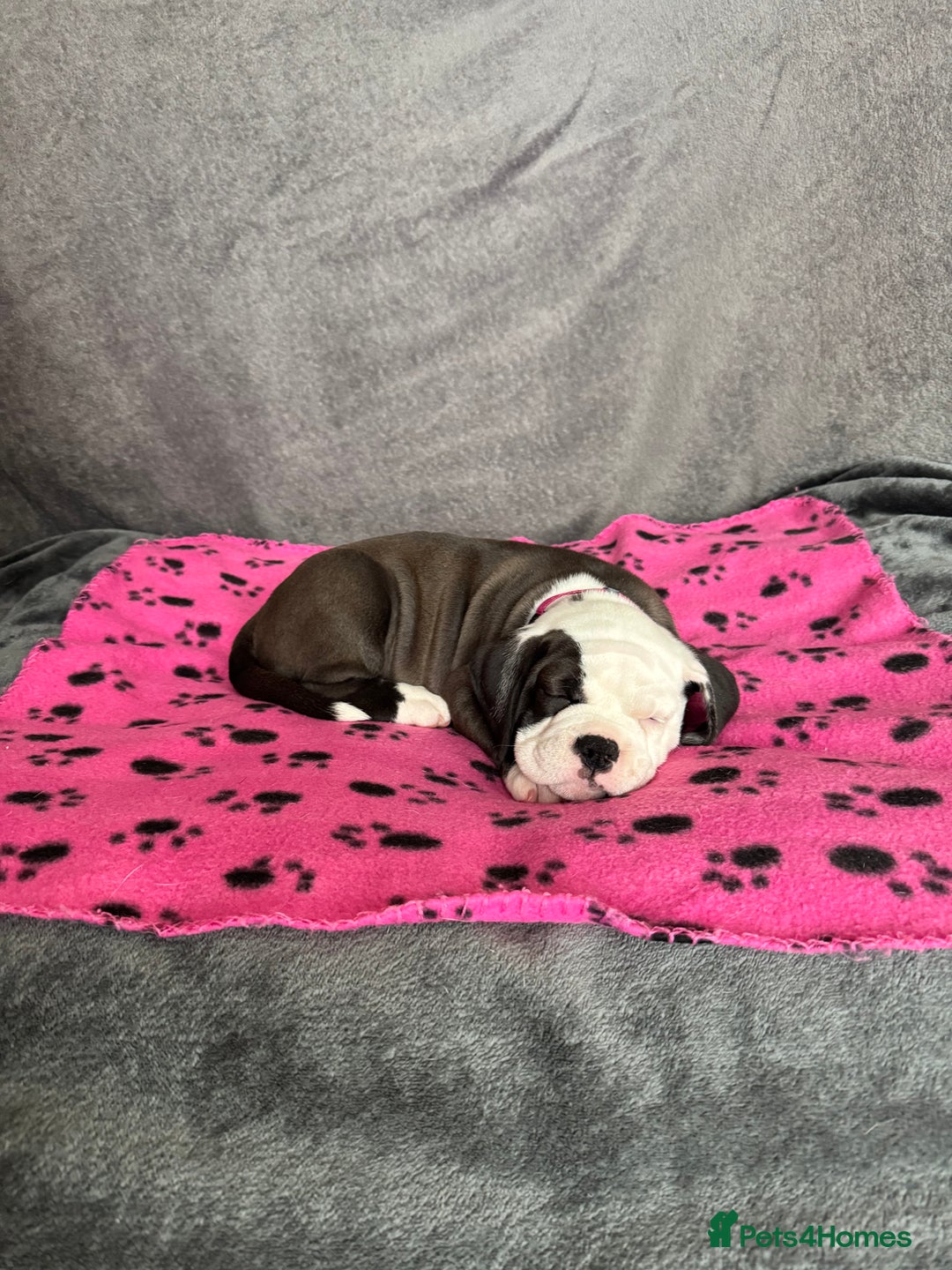 Old Tyme Bulldog dogs for sale: 🩷🩷Old Tyme Bulldog Puppies🩷🩷 - Image 17