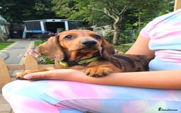 Dachshund dogs for sale: READY NOW-Champions Line Standard Dachshund KC REG in Coventry - Image 10