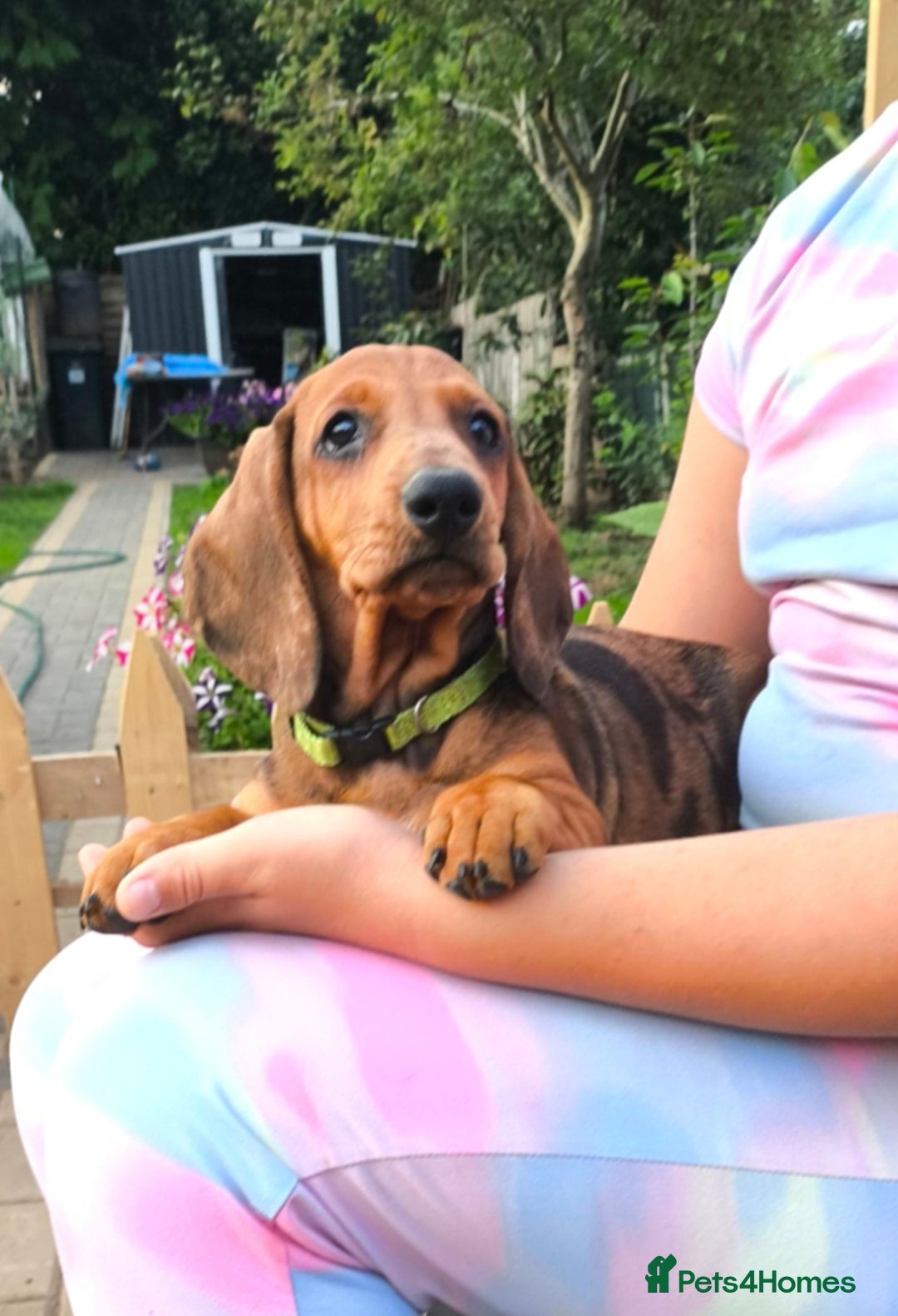 Dachshund dogs for sale: READY NOW-Champions Line Standard Dachshund KC REG in Coventry - Image 10