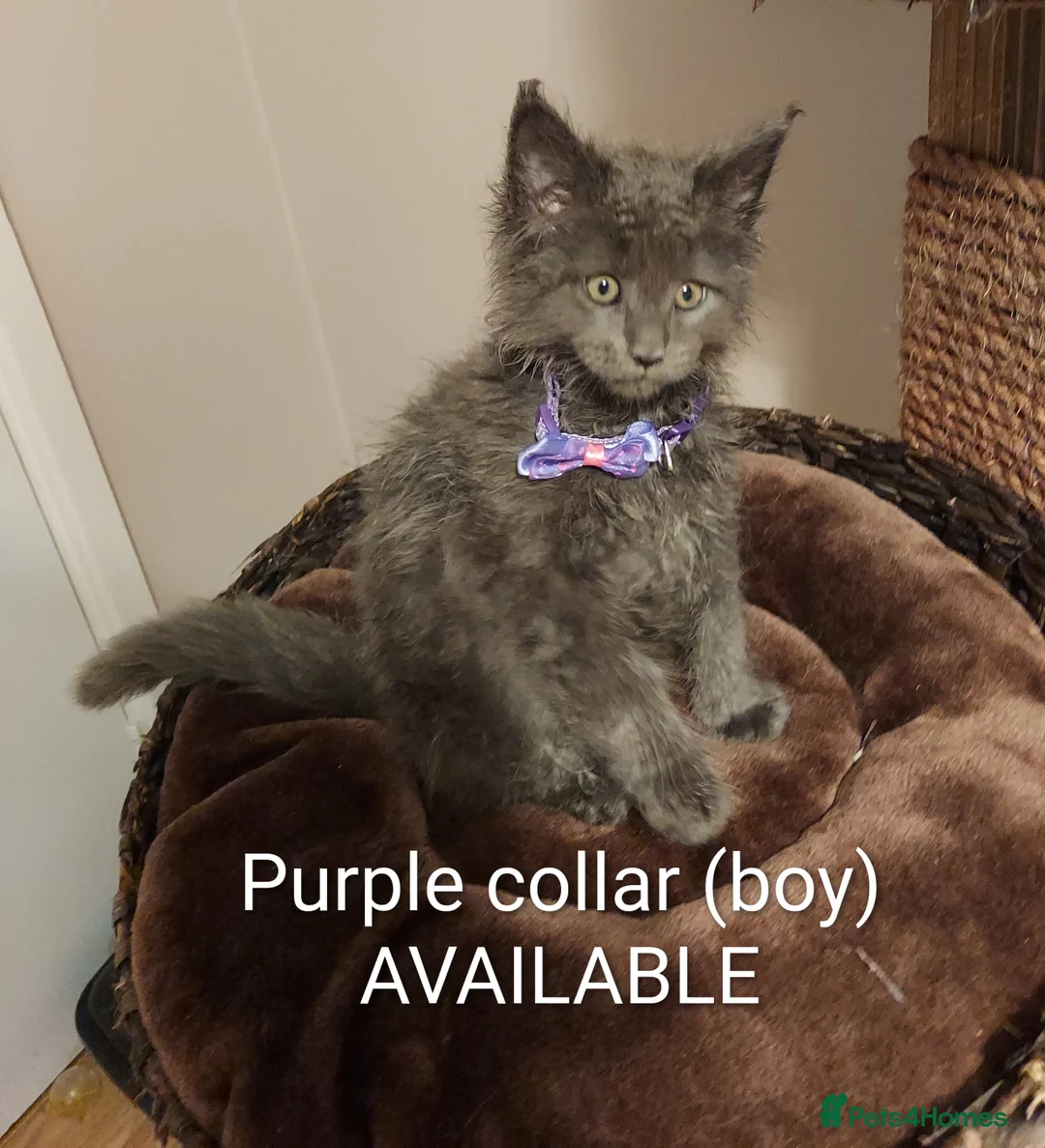 Maine Coon cats for sale: RARE COLOURS!!! MAINE COON KITTENS/DNA/GCCF  - Advert 3