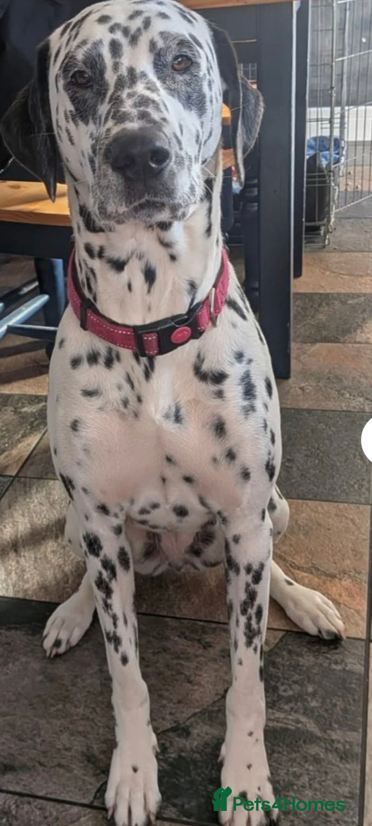 Dalmatian dogs 2 Y/O female Dalmatian - Advert 1