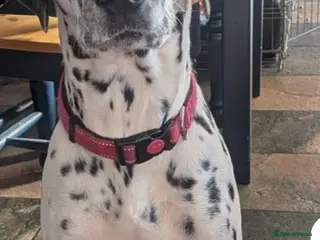 Dalmatian dogs 2 Y/O female Dalmatian - Advert 1