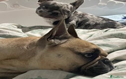 French Bulldog dogs for sale: French Bulldog - Image 8